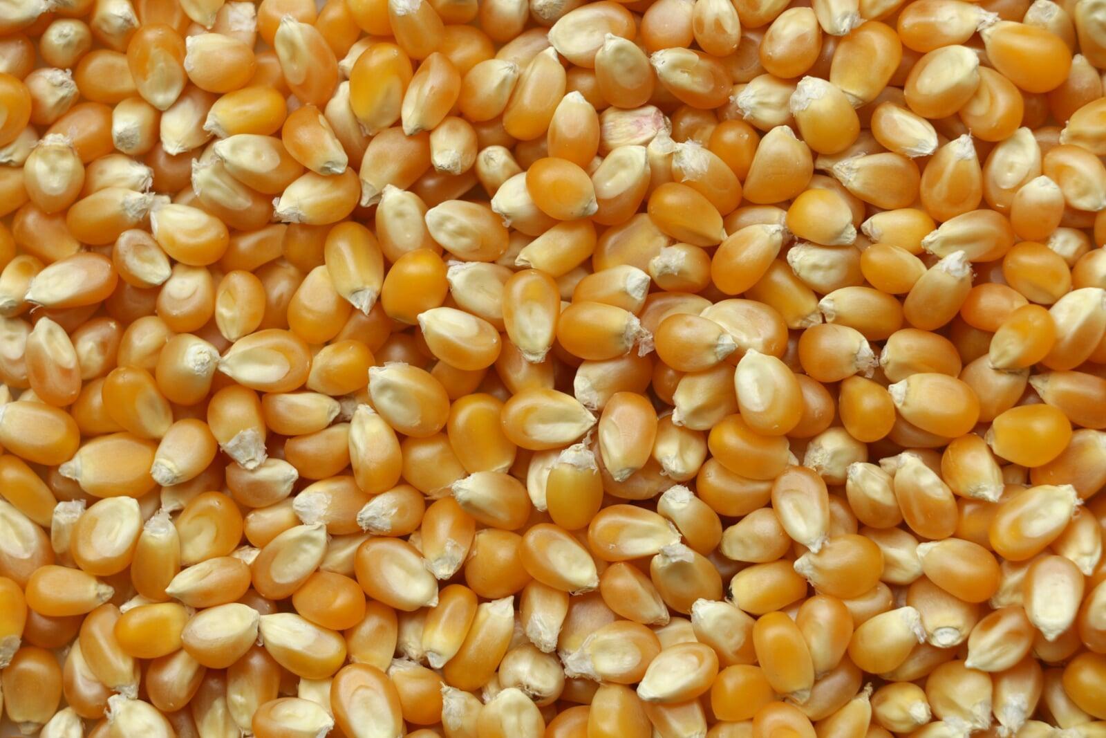 "Maize and corn export - Levitate Impex"
